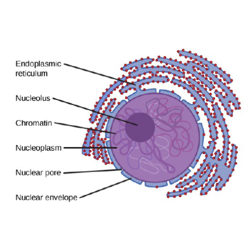 Biology Chapter 1 - The Study of Life