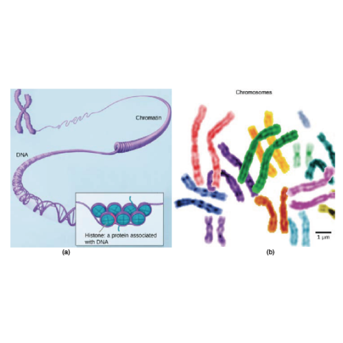 Biology Chapter 1 - The Study of Life