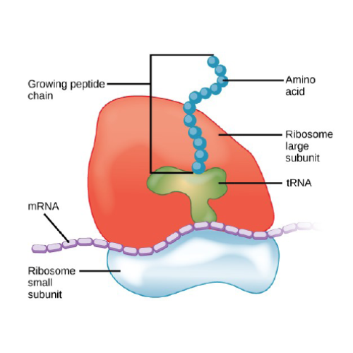 Biology Chapter 1 - The Study of Life