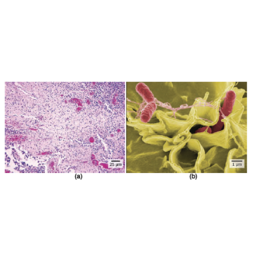 Biology Chapter 1 - The Study of Life