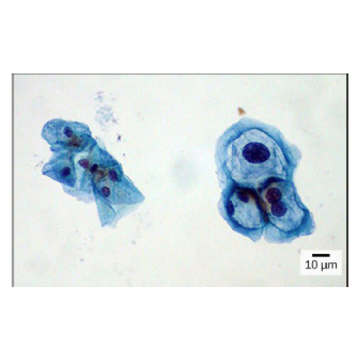 Biology Chapter 1 - The Study of Life