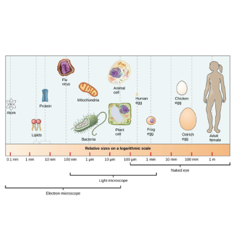 Biology Chapter 1 - The Study of Life