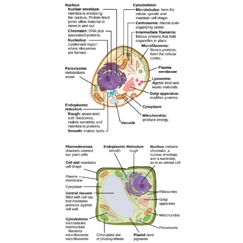 Biology Chapter 1 - The Study of Life