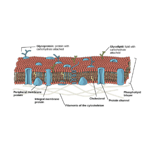 Biology Chapter 1 - The Study of Life